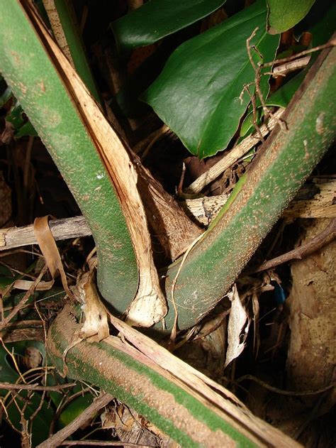 bumps on monstera stem|9 Secret Culprits Behind Monsteras Brown Spots。